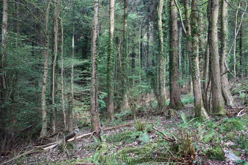 Flaxley Wood
