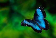 Morpho