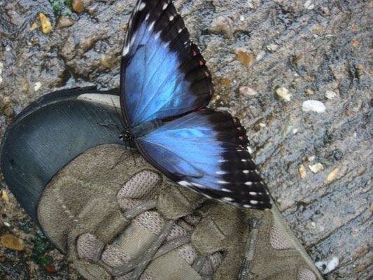 morpho-on-boot2.jpg