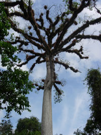 ceiba-tree.jpg