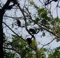 howler-monkeys-for-blog.jpg