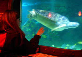 At the turtle tank At the turtle tank
