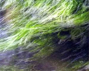 Seaweed Seaweed