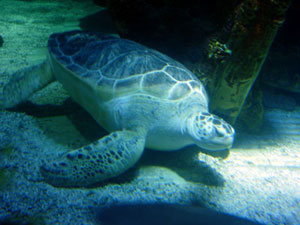 Green Turtle