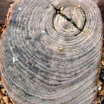 groyne post 9