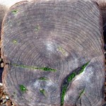 groyne post 5