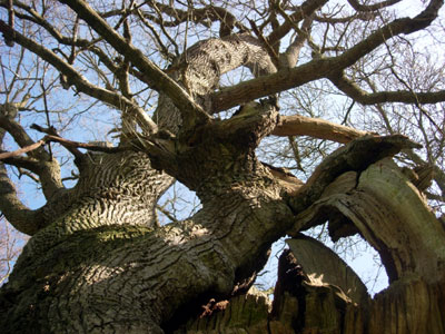 Old tree