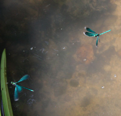 Flying beautiful demoiselles