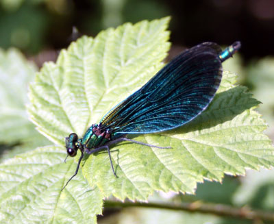 Beautiful Demoiselle