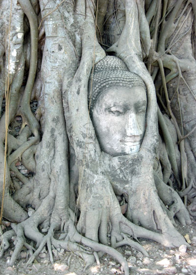 Buddha Head in tree roots