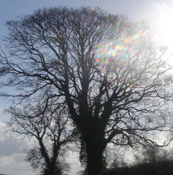 Norfolk tree Norfolk tree