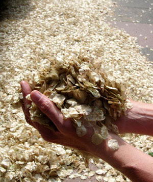 Holding elm seeds