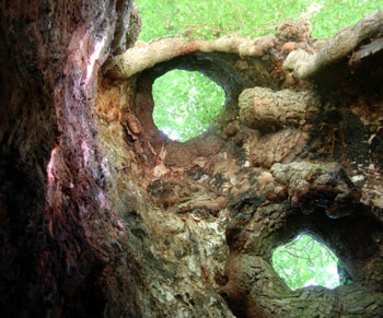 Inside an elm tree