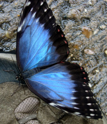 Morpho on boot