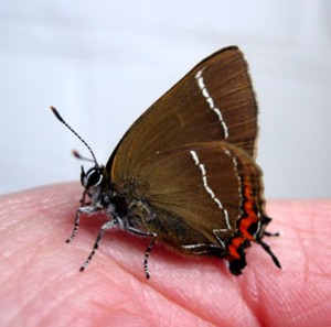 White Letter Hairstreak on hand