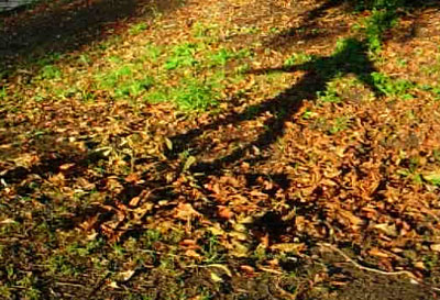 Dancing shadow on leaves