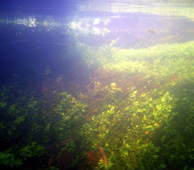 River Bure underwater