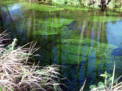 River Bure with weeds