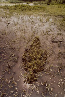 From the Silueta series by Ana Mendieta