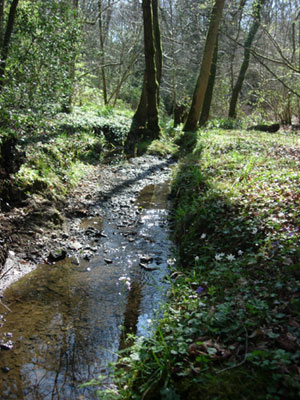 Stream at Ebernoe Common