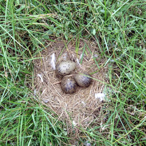 Gulls' Nest