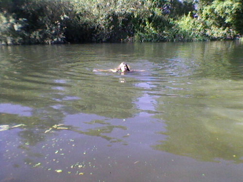 Swimming in the River Ouse