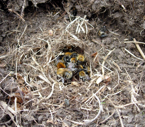 Carder Bee Nest