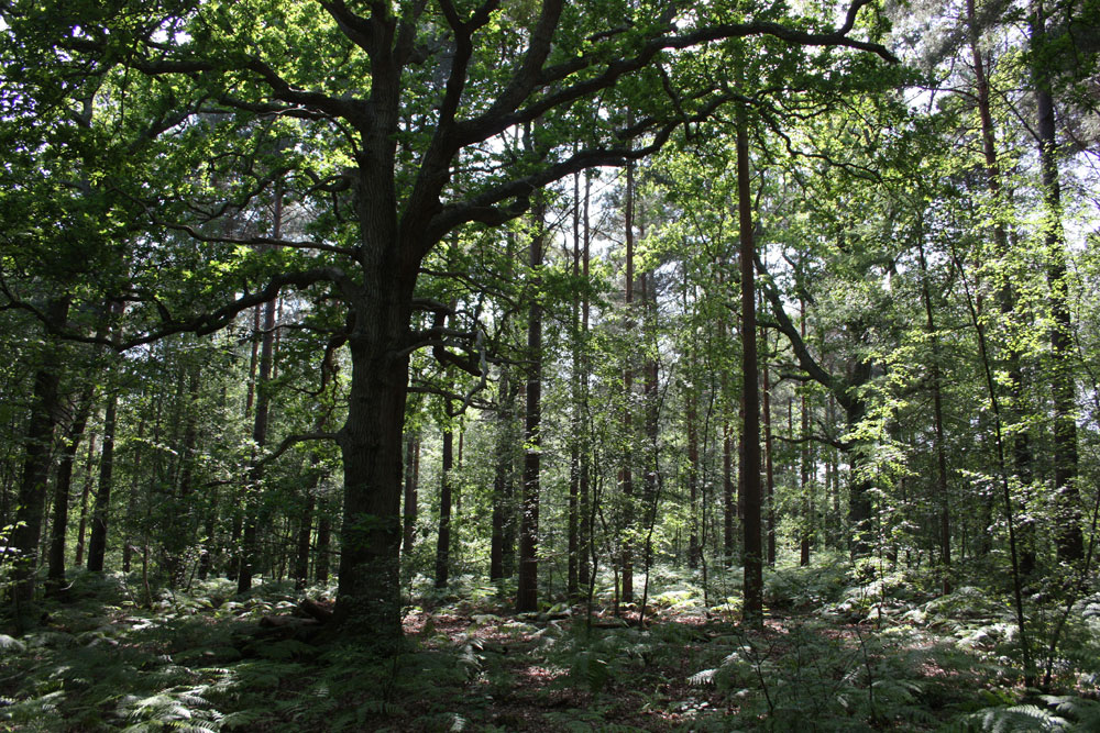 Flatropers Wood
