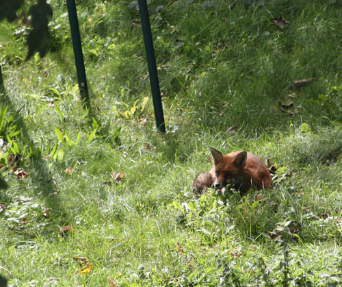 Fox in the Garden