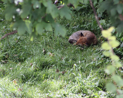 Fox in the Garden