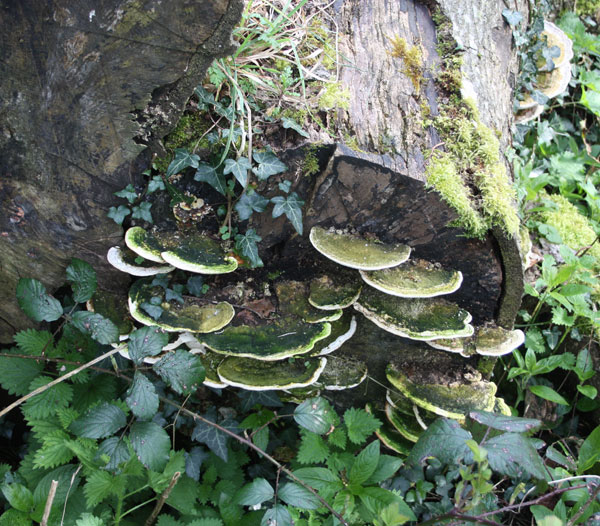 Dead Beech Lane fungi