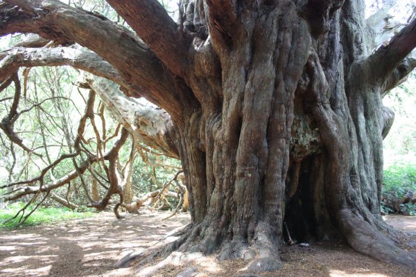 Yew at Kingley Vale