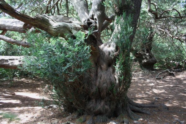 Kingley Vale yew tree