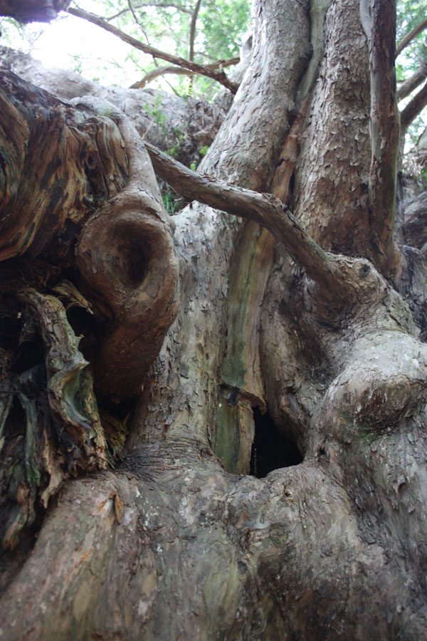 Close up of yew - Kingley Vale