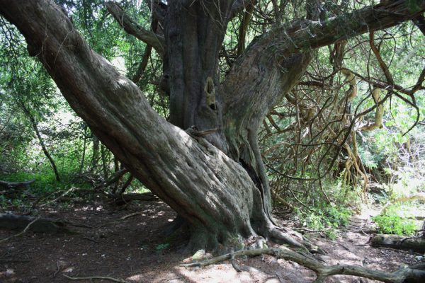 Yew at Kingley Vale