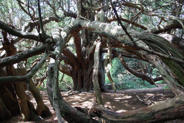 Yew at Kingley Vale