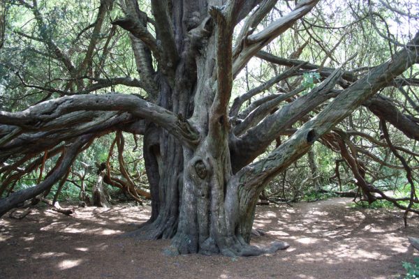 Yew at Kingley Vale