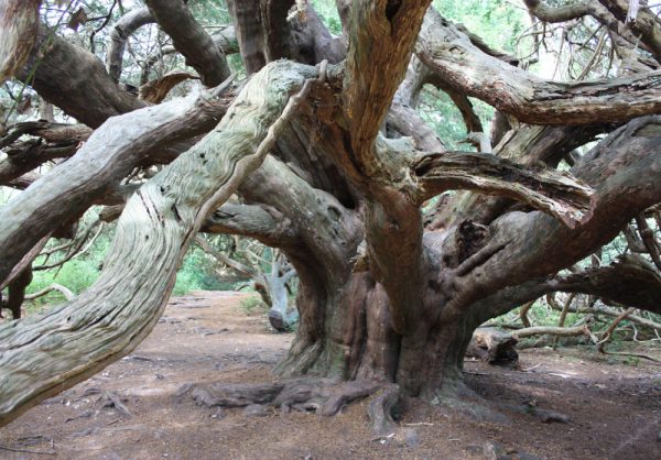 Yew at Kingley Vale