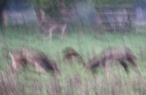 Rutting Deer at Knepp