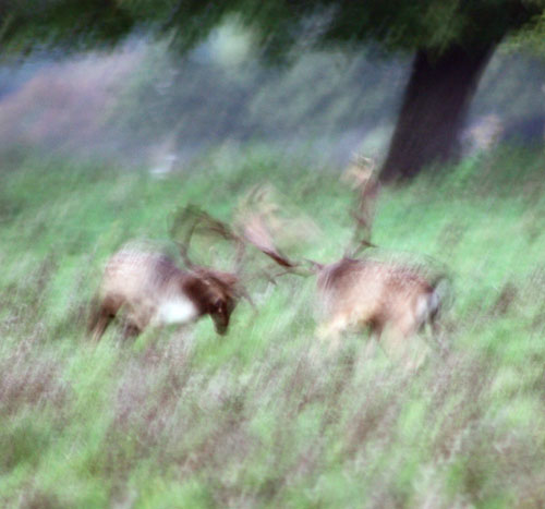 The Fallow Deer Rut at Knepp