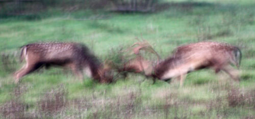 Rutting Deer at Knepp