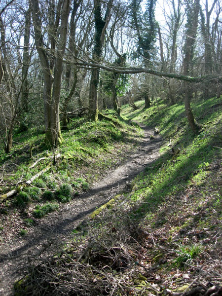 Newtimber Wood crossing the bostal