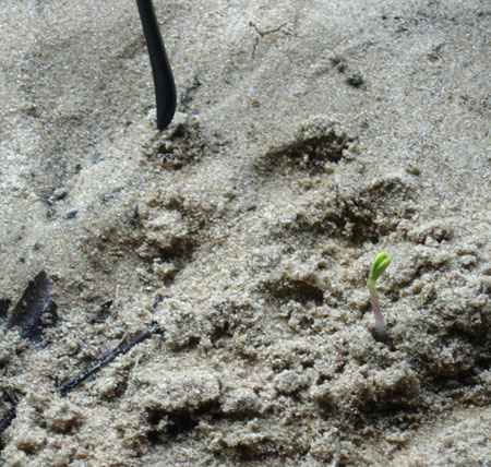 Otter Footprint