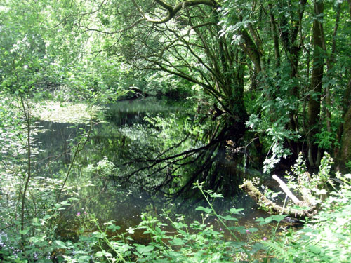 The Lake Pen Pynfarch