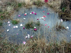 Chalybeate Spring near Sharpthorne