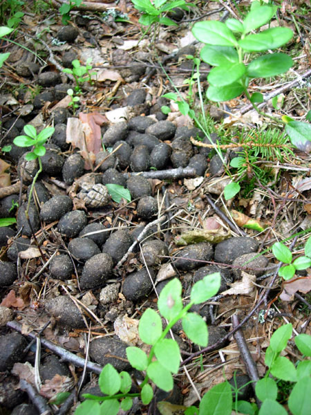 Moose Droppings