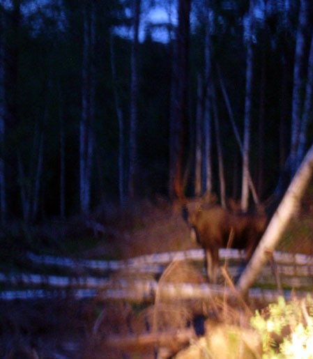 Moose in the Darkness