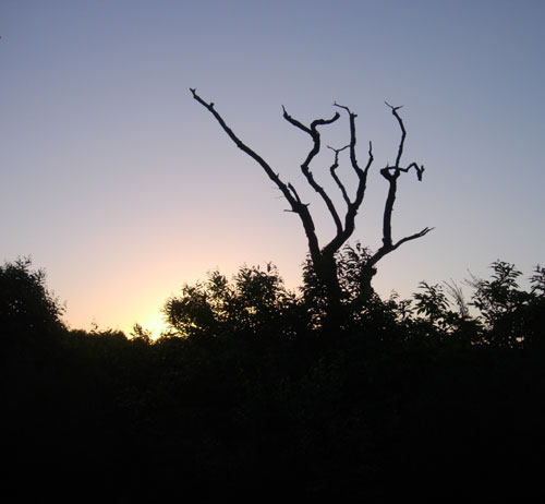 The Chestnut Coppice at Dawn