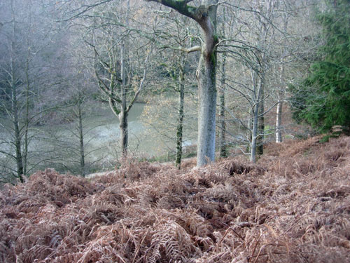 Wakehurst Place in November