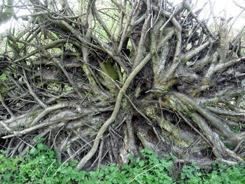 Fallen Tree Showing Roots